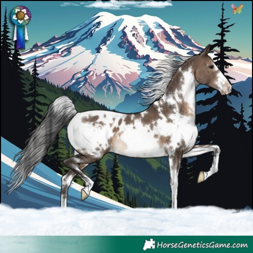 Horse Color:White Spotted Brown Dun Appaloosa