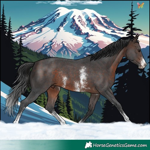 Horse Color:Bay Sabino Rabicano