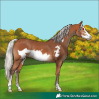 Horse Color:Silver Bay Sabino Frame Rabicano