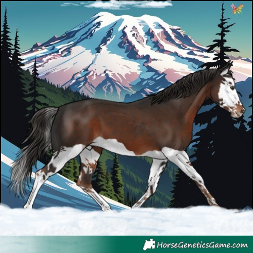 Horse Color:Liver Chestnut Splash 