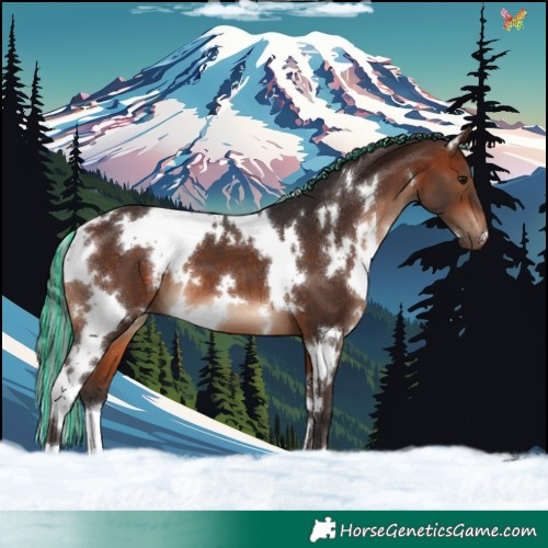 Horse Color:Painted White Spotted Bay