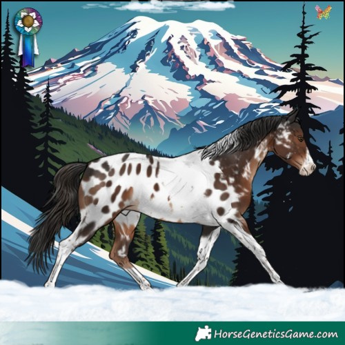 Horse Color:Liver Chestnut Tobiano Frame Appaloosa