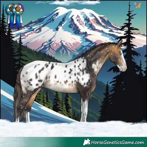 Horse Color:Buckskin Splash Tobiano Appaloosa Rabicano