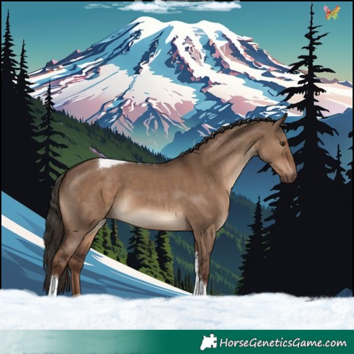 Horse Color:Liver Red Dun Tobiano