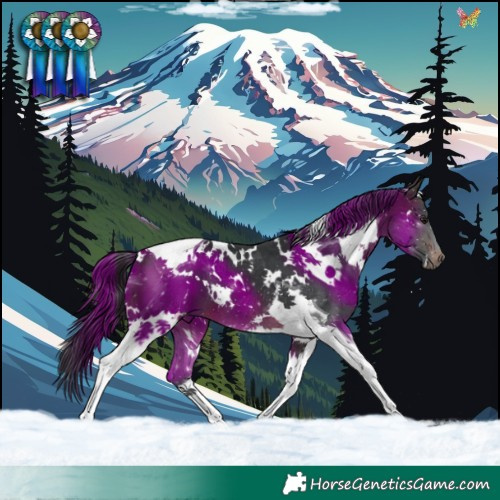 Horse Color:White Spotted Brown Tobiano