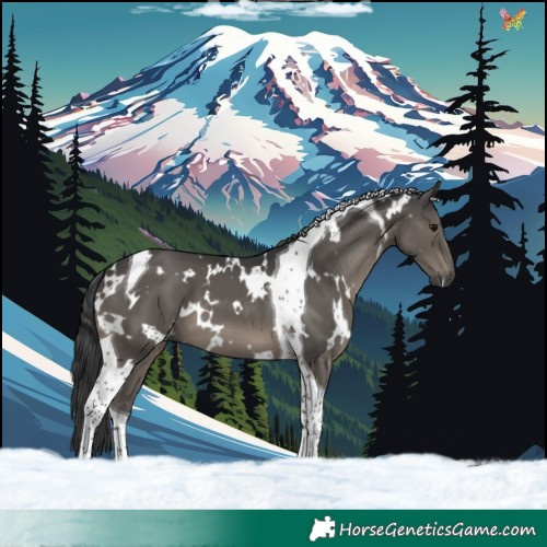 Horse Color:White Spotted Black Tobiano