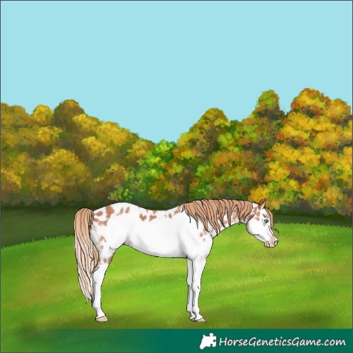 Horse Color:Chestnut Sabino Splash Frame Near Leopard 