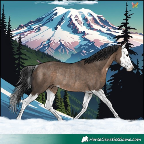 Horse Color:Brown Dun Sabino Splash Rabicano