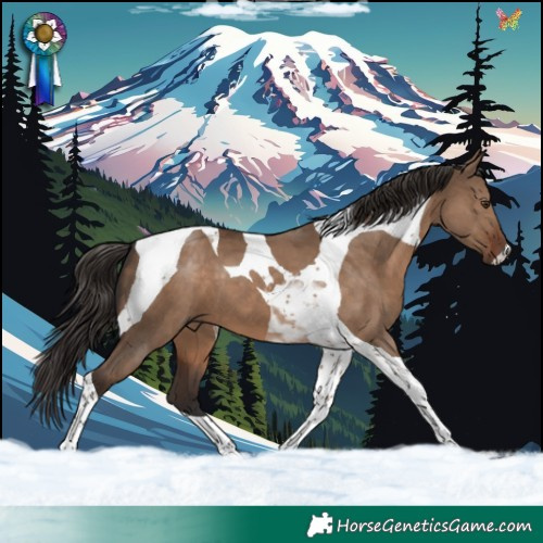 Horse Color:Liver Red Dun Tobiano
