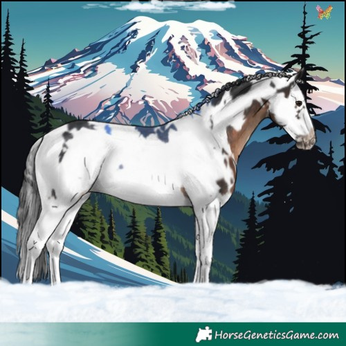 Horse Color:White Spotted Brown Splash Frame Rabicano 