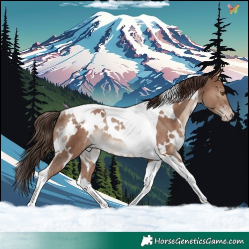 Horse Color:White Spotted Classic Champagne Tobiano Rabicano 