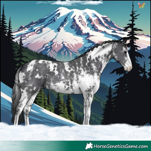Horse Color:White Spotted Black Sabino 