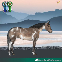 Horse Color:White Spotted Brown Dun Rabicano 