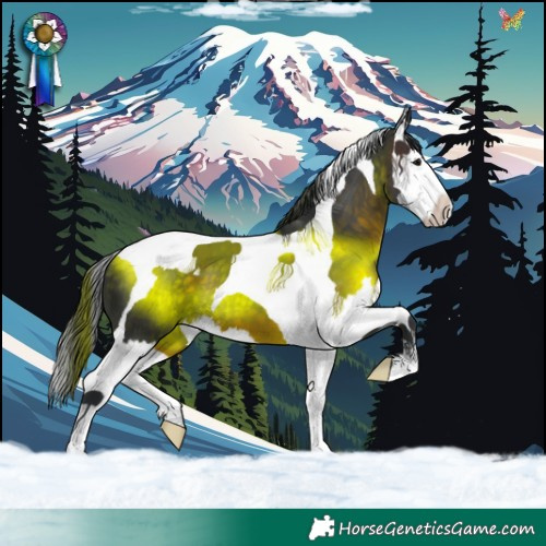Horse Color:Brown Splash Tobiano