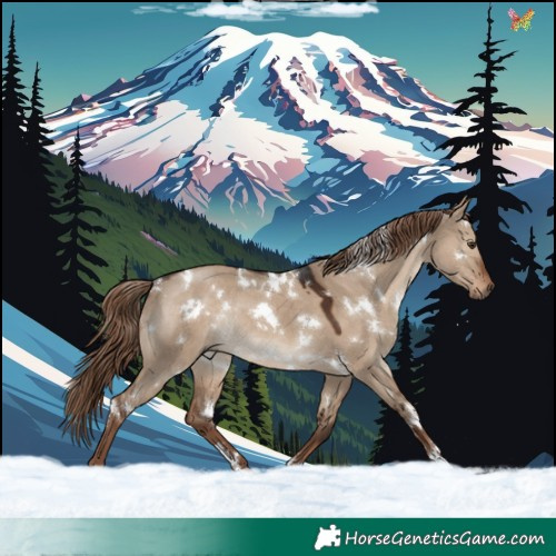 Horse Color:White Spotted Liver Red Dun Rabicano