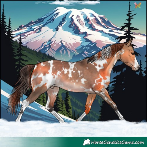 Horse Color:White Spotted Bay Dun