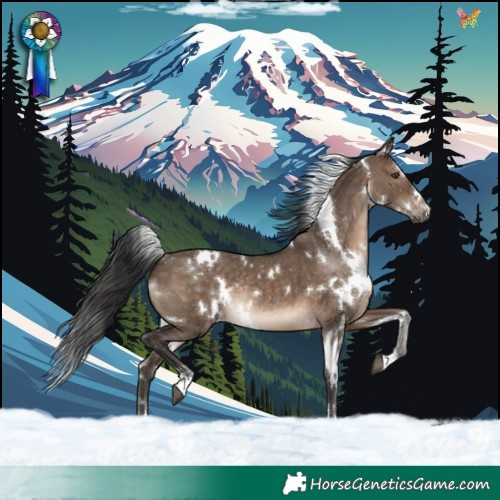 Horse Color:White Spotted Brown Dun Rabicano