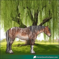 Horse Color:Silver Bay Roan  and Bay Tobiano 