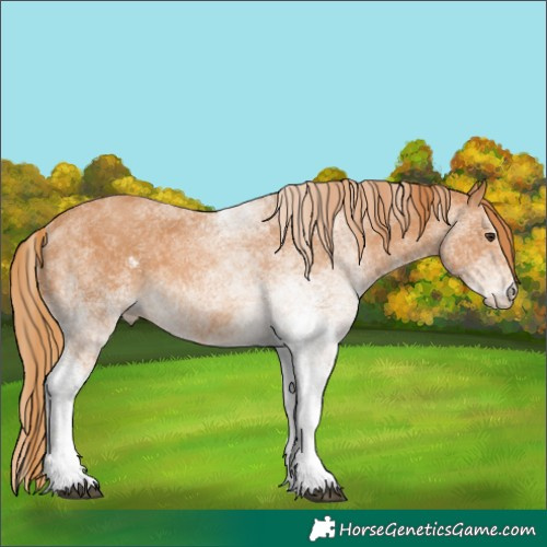 Horse Color:White Spotted Chestnut 