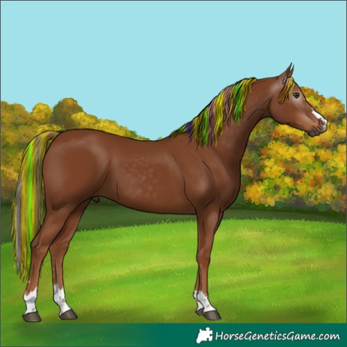 Horse Color:Gray Painted Chestnut 