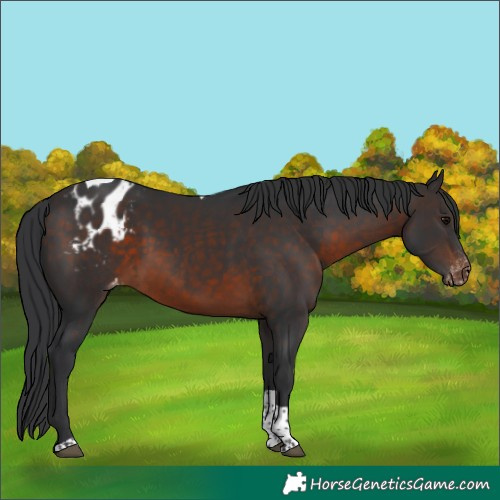 Horse Color:Brown Tobiano Appaloosa 