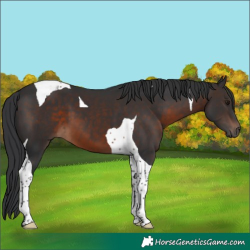 Horse Color:Brown Tobiano 