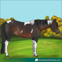Horse Color:Brown Tobiano Rabicano 