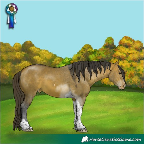 Horse Color:Bay Dun Tobiano Appaloosa 