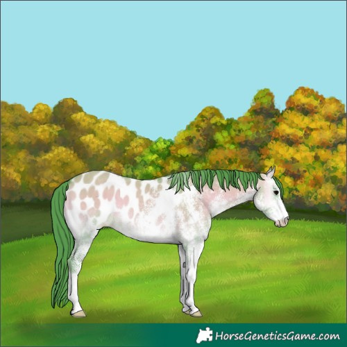 Horse Color:Watercolor White Spotted Brown Onyx Appaloosa 