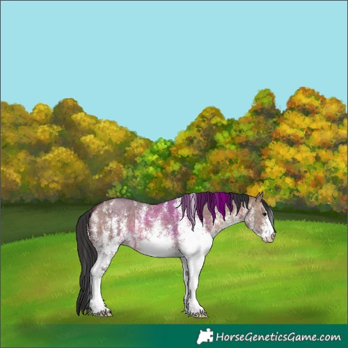 Horse Color:White Spotted Brown Dun