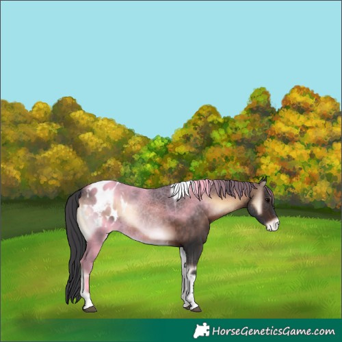 Horse Color:Brown Onyx Tobiano Appaloosa