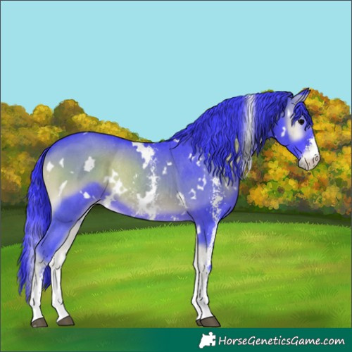 Horse Color:Watercolor White Spotted Smoky Blue Onyx Sabino Rabicano