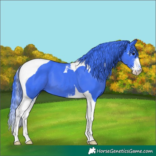 Horse Color:Watercolor Black Sabino Tobiano