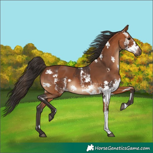 Horse Color:White Spotted Bay  and Bay 