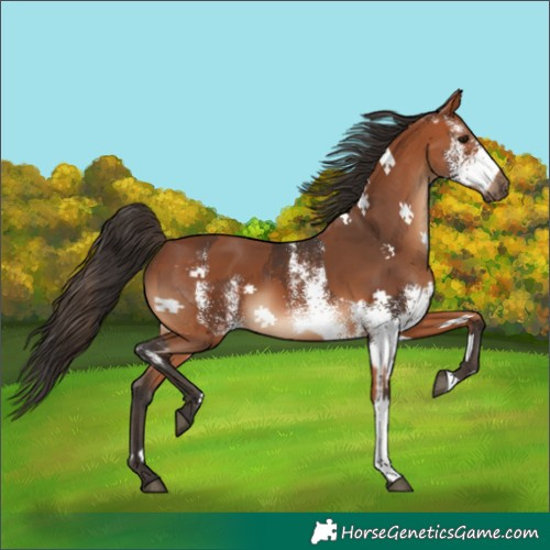 Horse Color:White Spotted Bay and Bay