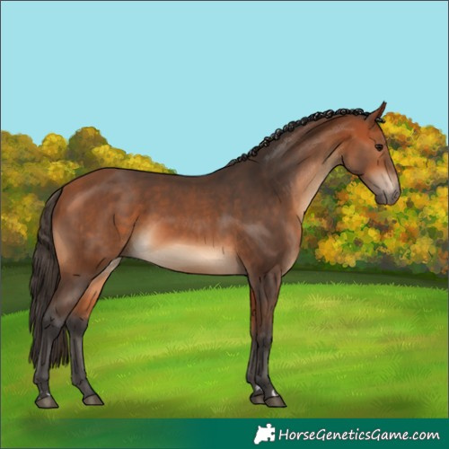 Horse Color:Bay and Bay