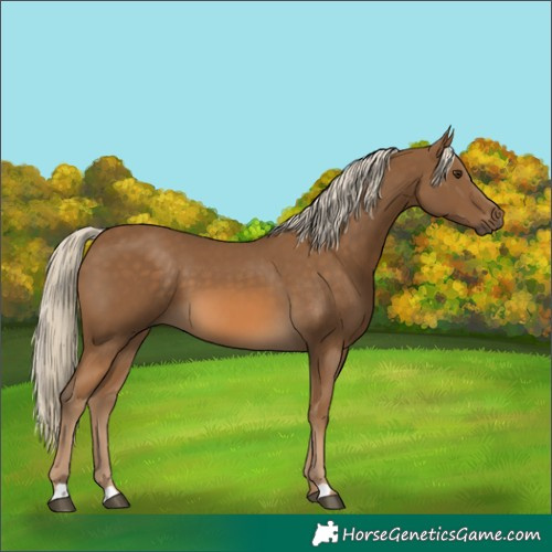 Horse Color:Chocolate Palomino