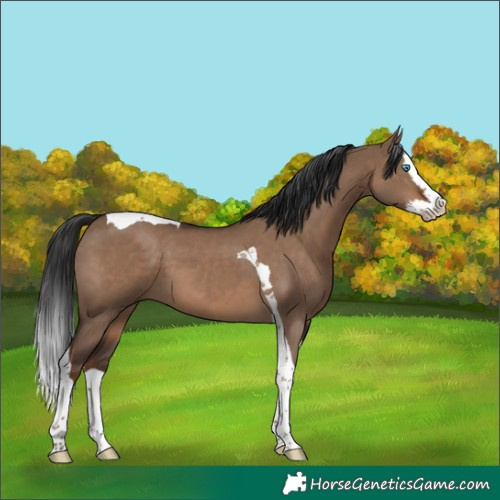 Horse Color:Liver Red Dun Splash Tobiano