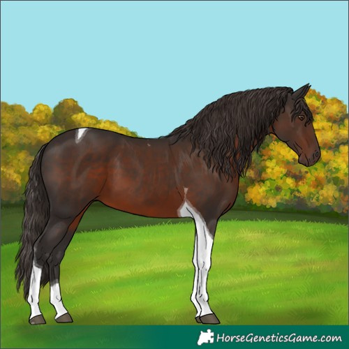 Horse Color:Liver Chestnut Tobiano