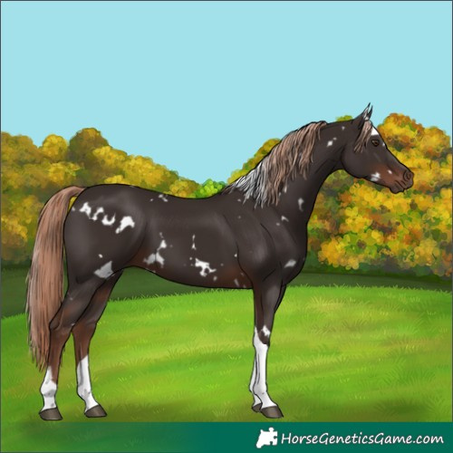 Horse Color:White Spotted Liver Chestnut Tobiano 