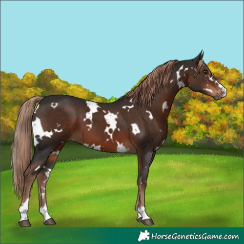 Horse Color:White Spotted Liver Chestnut