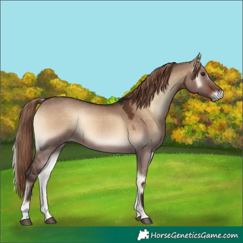 Horse Color:Liver Red Dun Onyx 