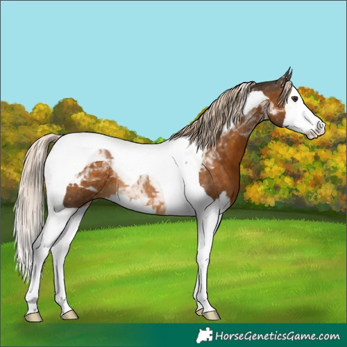 Horse Color:Chocolate Palomino Splash Tobiano