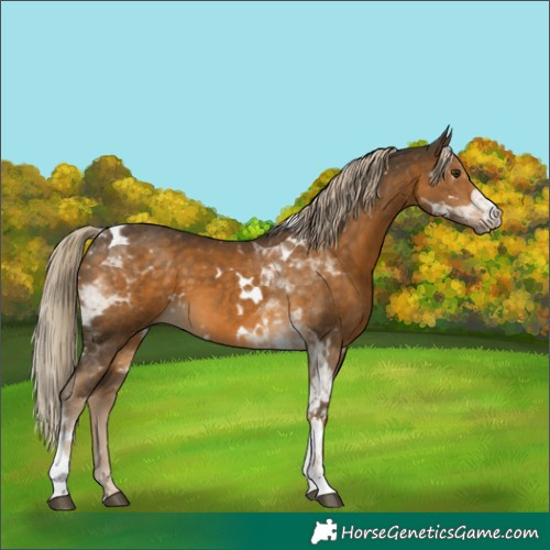 Horse Color:White Spotted Chocolate Palomino Tobiano