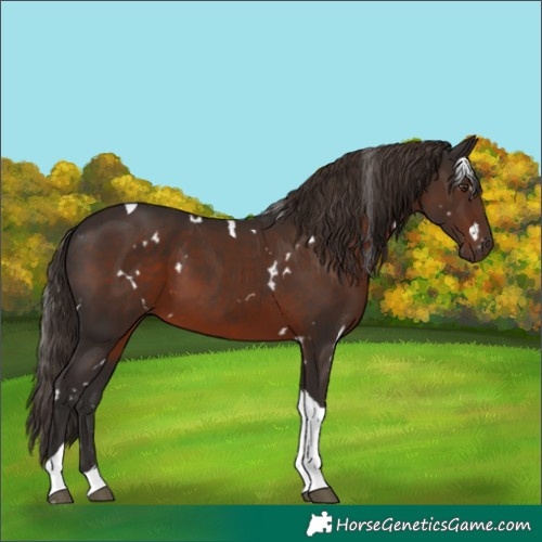 Horse Color:White Spotted Liver Chestnut Tobiano
