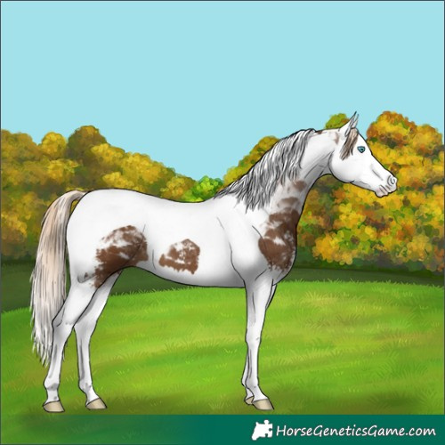 Horse Color:Chocolate Palomino Sabino Splash Tobiano
