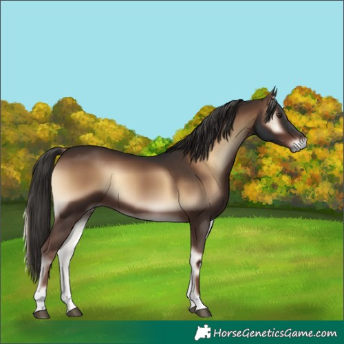 Horse Color:Liver Red Onyx