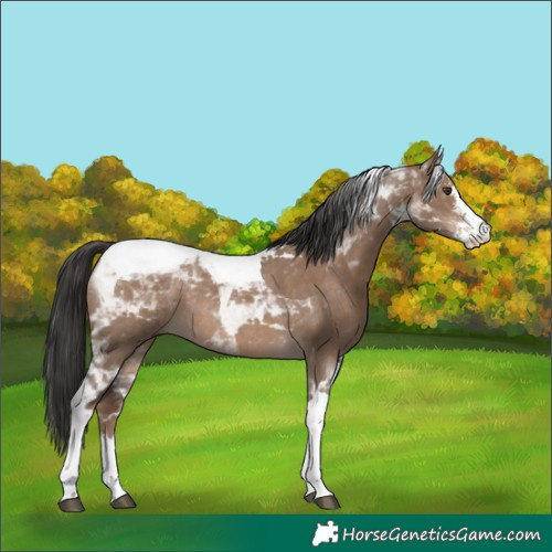 Horse Color:Liver Red Dun Sabino Tobiano Rabicano 