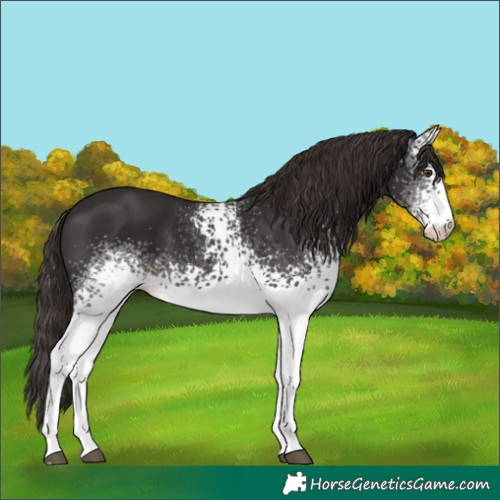 Horse Color:White Spotted Liver Chestnut