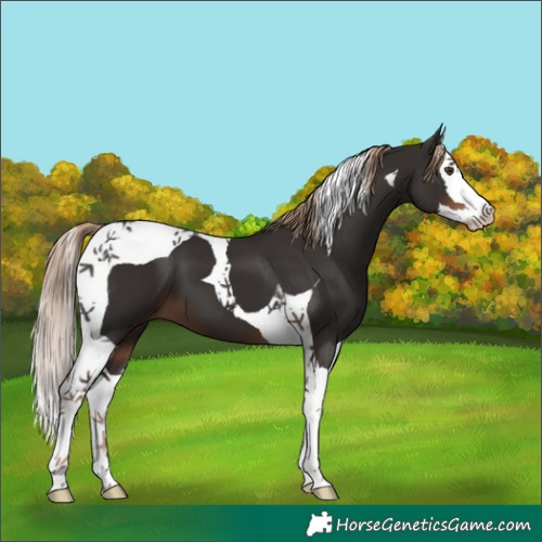 Horse Color:Liver Chestnut Splash Tobiano